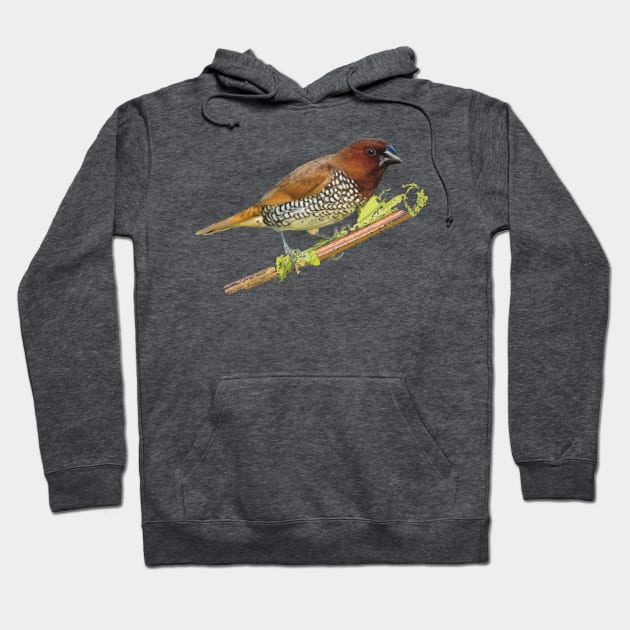 Scaly-breasted Munia or Nutmeg mannikin Hoodie by NadJac